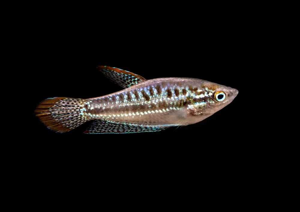 Croaking Gourami - Cuboid Nature Aquarium