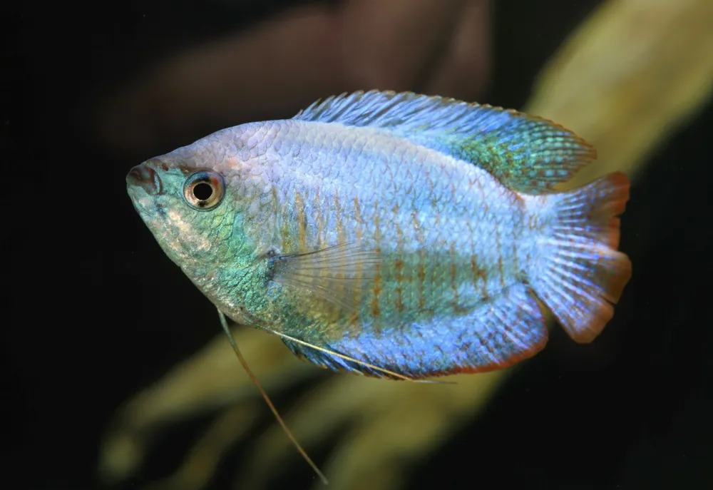 Powder Blue Dwarf Gourami - Cuboid Nature Aquarium