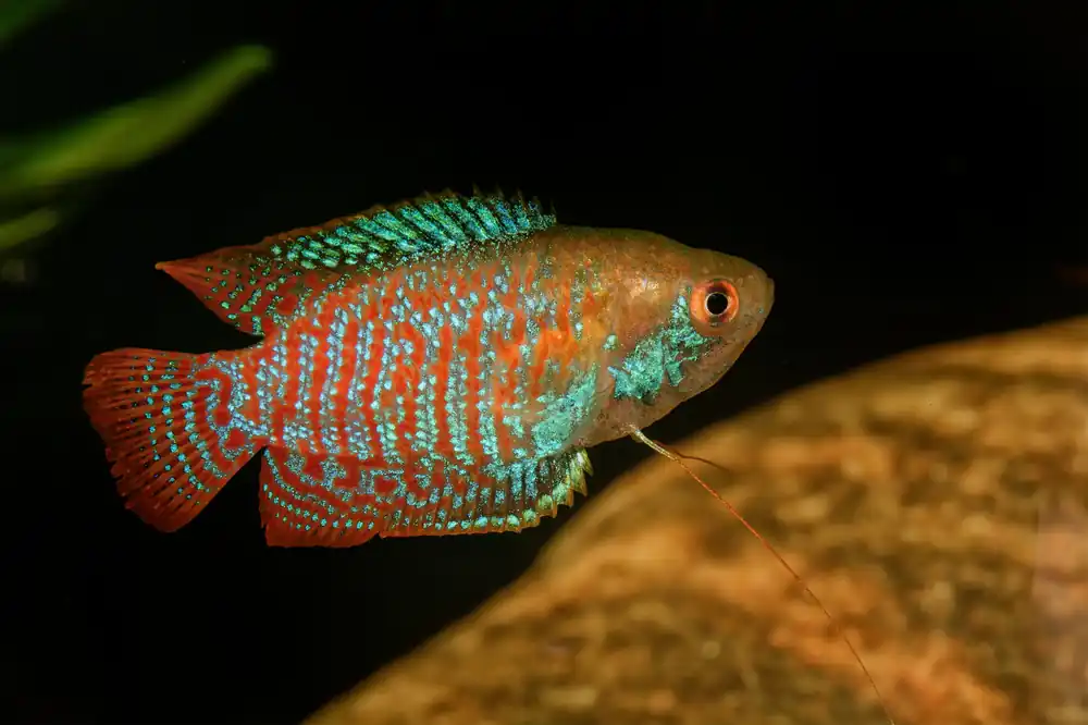 Royal Blue Dwarf Gourami - Cuboid Nature Aquarium