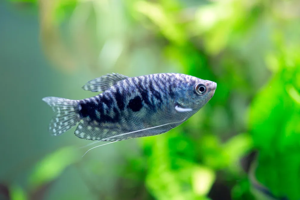 Three Spot Gourami - Cuboid Nature Aquarium