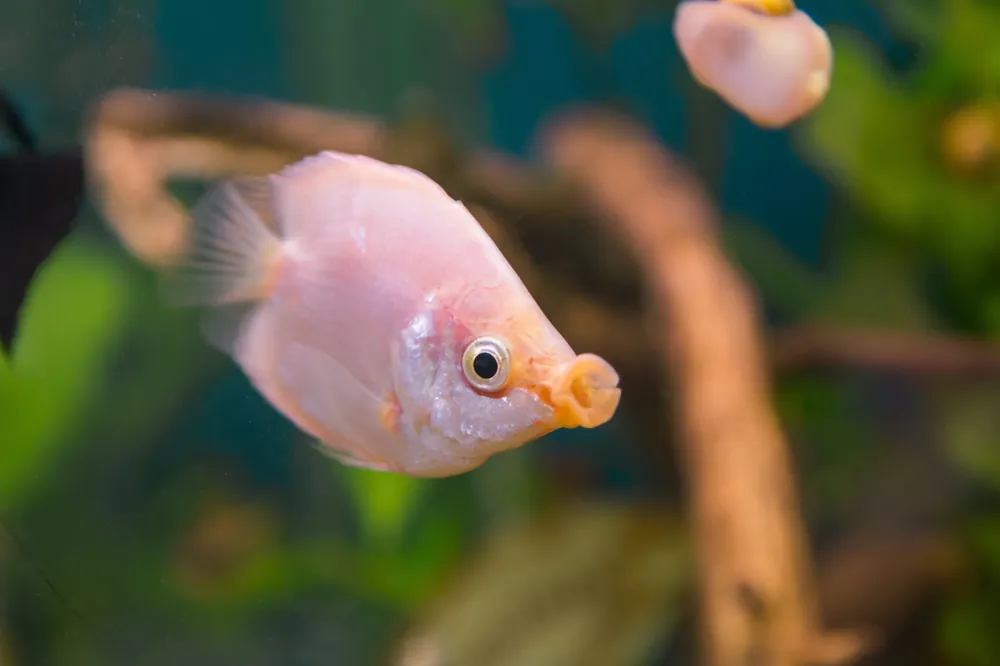 Kissing Gourami - Cuboid Nature Aquarium