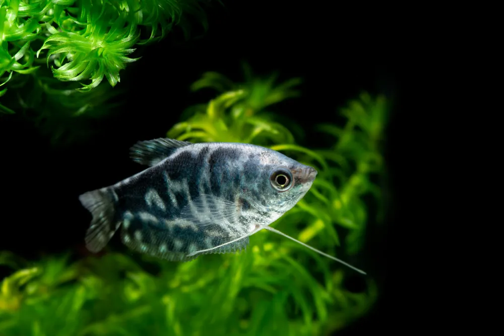 Opaline Gourami - Cuboid Nature Aquarium