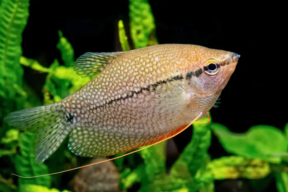 Pearl Gourami - Cuboid Nature Aquarium