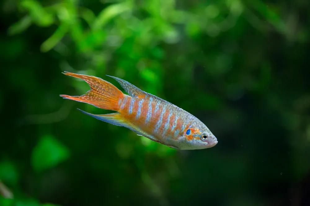 Blue Paradise Fish - Cuboid Nature Aquarium