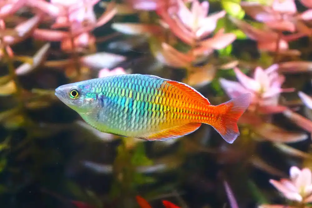 Boesemani Rainbow - Cuboid Nature Aquarium
