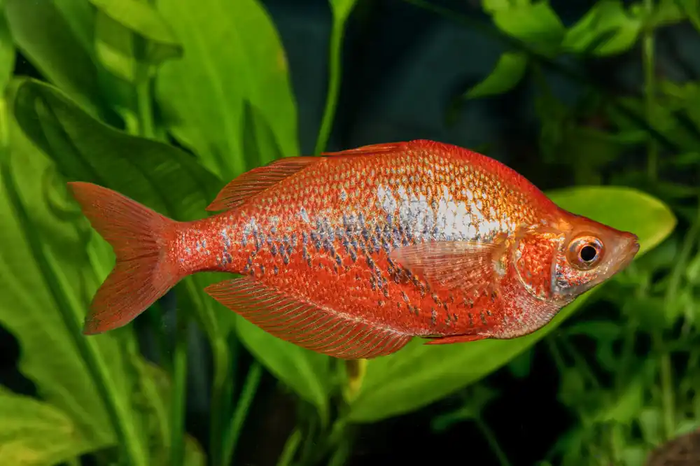 Red Rainbow - Cuboid Nature Aquarium