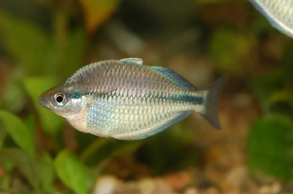 Kamaka Rainbow - Cuboid Nature Aquarium