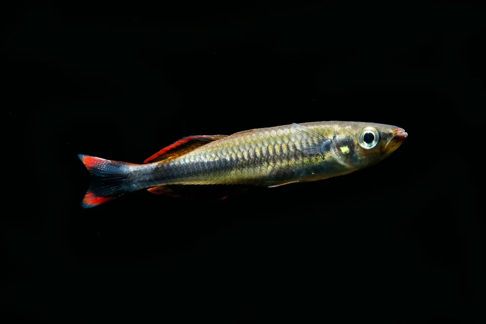 Madagascar Rainbow - Cuboid Nature Aquarium