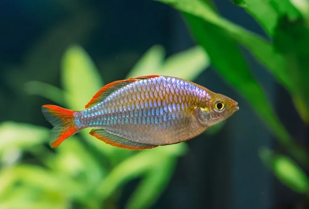 Neon Dwarf Rainbow - Cuboid Nature Aquarium