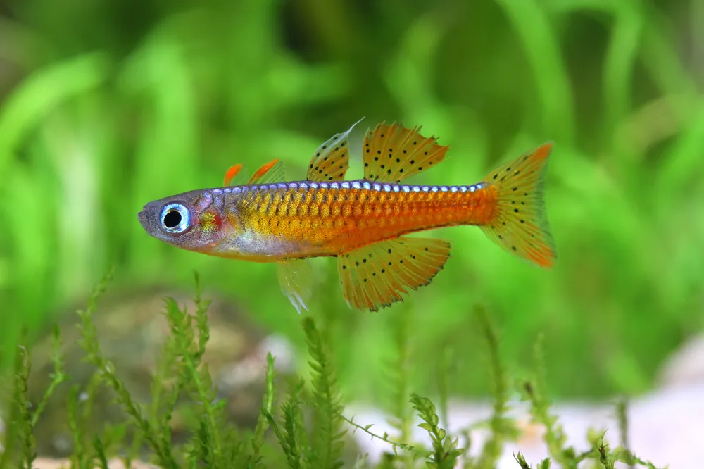 Red Neon Blue Eye Rainbow - Cuboid Nature Aquarium