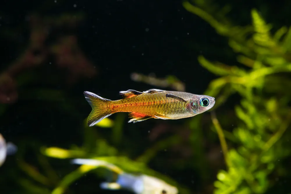 Southern Blue Eye Rainbow - Cuboid Nature Aquarium