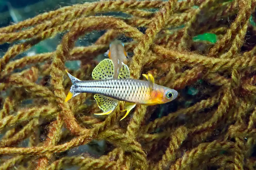 Spotted Blue Eye Rainbow - Cuboid Nature Aquarium