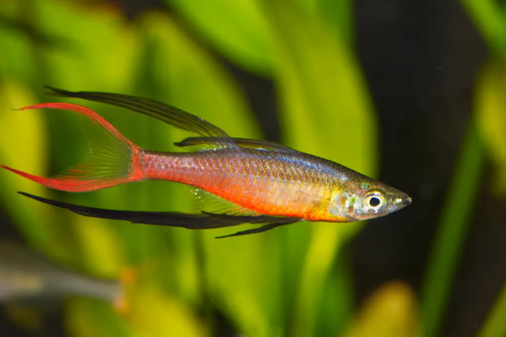 Threadfin Rainbow - Cuboid Nature Aquarium