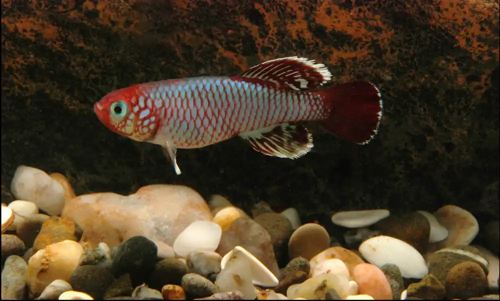 Gardneri Killifish - Cuboid Nature Aquarium
