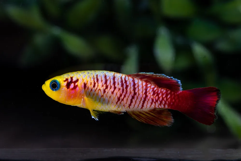 Gunther's Killifish - Cuboid Nature Aquarium
