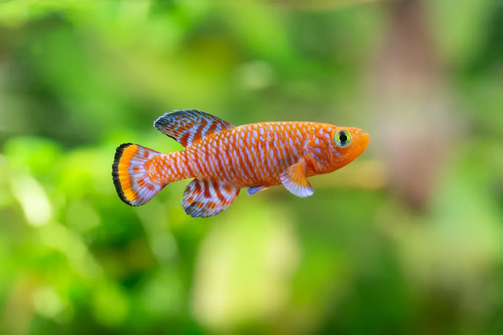 Rachovii Killifish - Cuboid Nature Aquarium