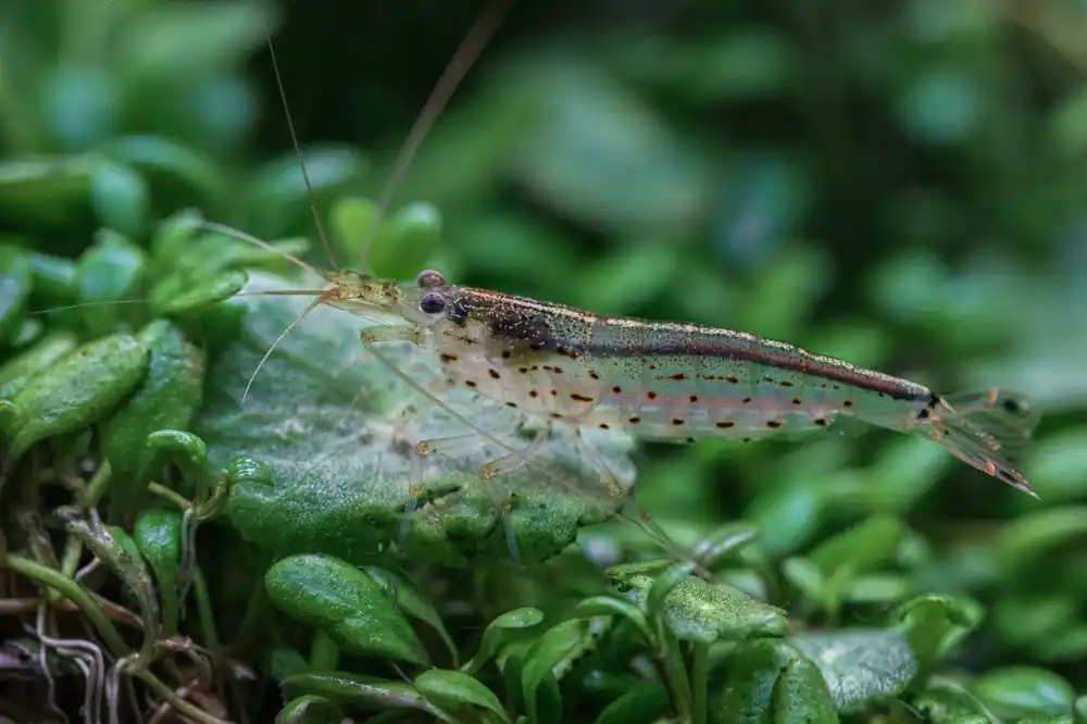 Amano Shrimp - Cuboid Nature Aquarium