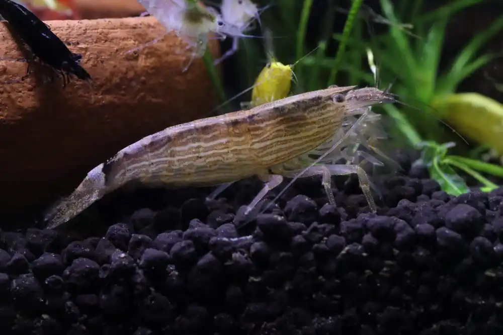 Vampire Shrimp - Cuboid Nature Aquarium