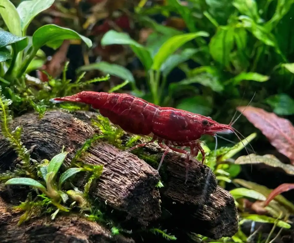 Bloody Mary Neocaridina Shrimp - Cuboid Nature Aquarium