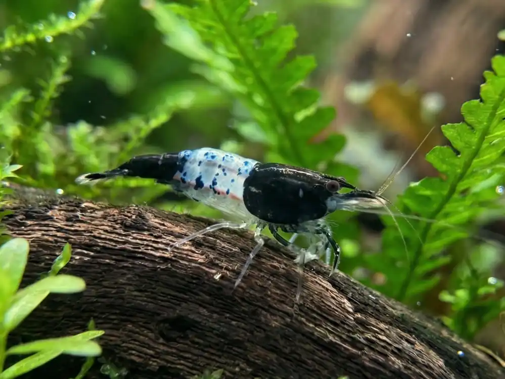 Blue Rili Neocaridina Shrimp - Cuboid Nature Aquarium
