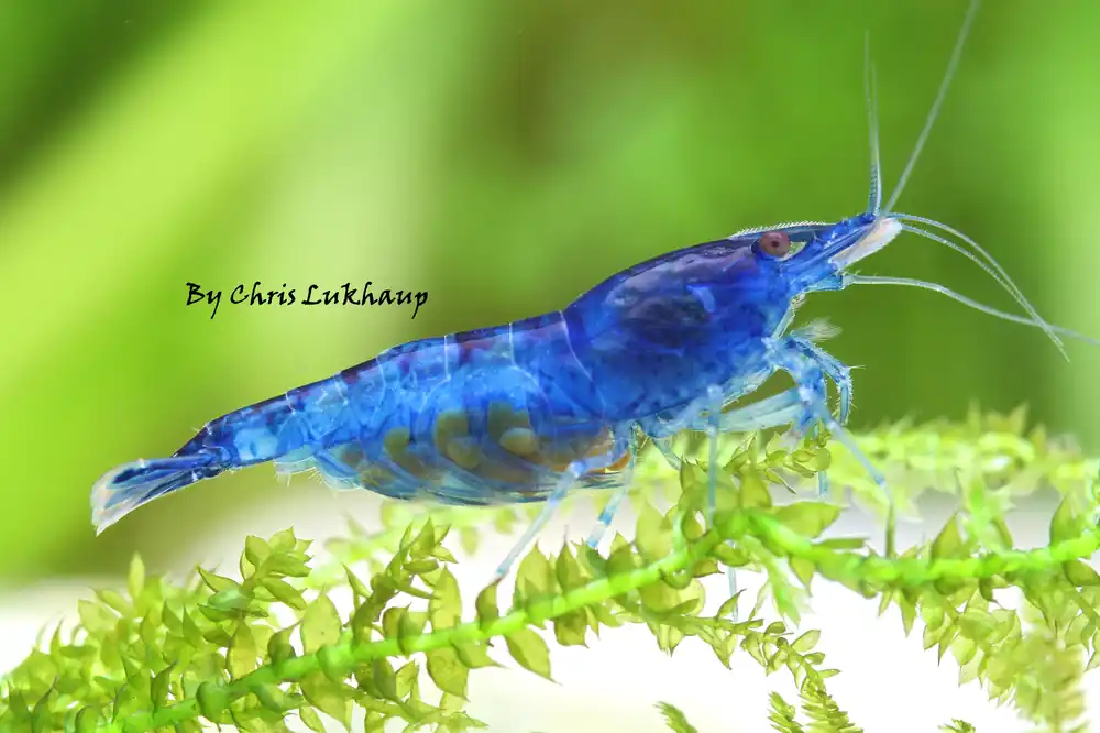Blue Velvet Neocaridina Shrimp - Cuboid Nature Aquarium