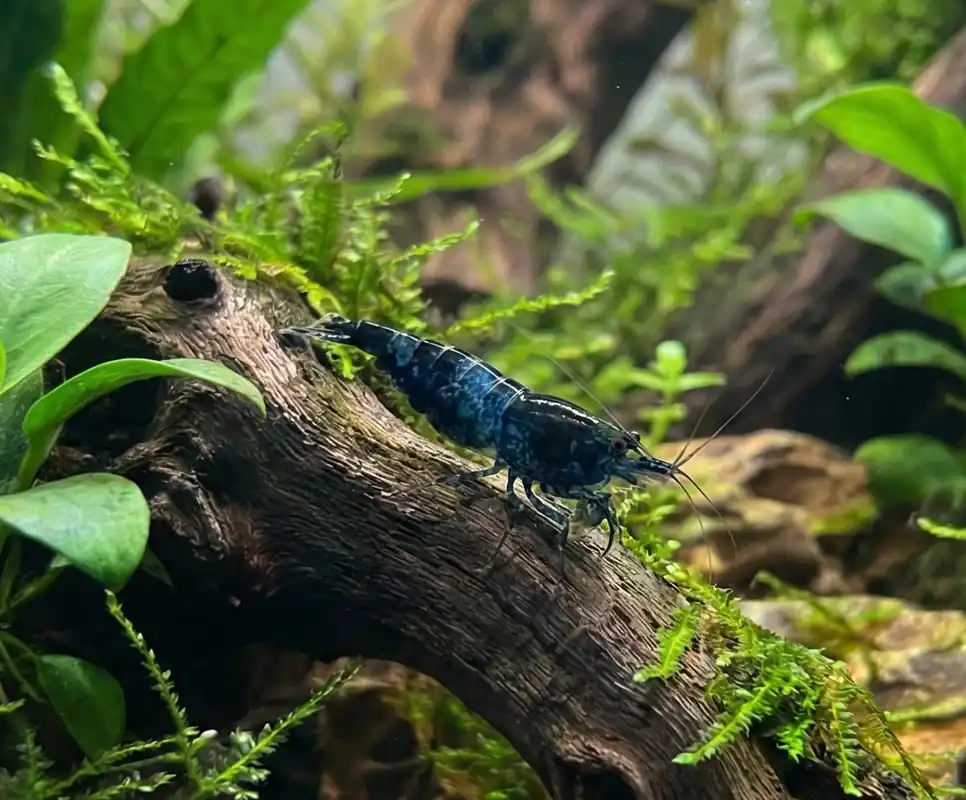 Blue Carbon Rili Neocaridina Shrimp - Cuboid Nature Aquarium
