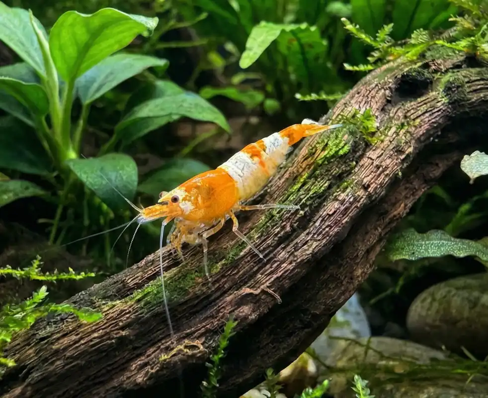 Orange Rili Neocaridina Shrimp - Cuboid Nature Aquarium