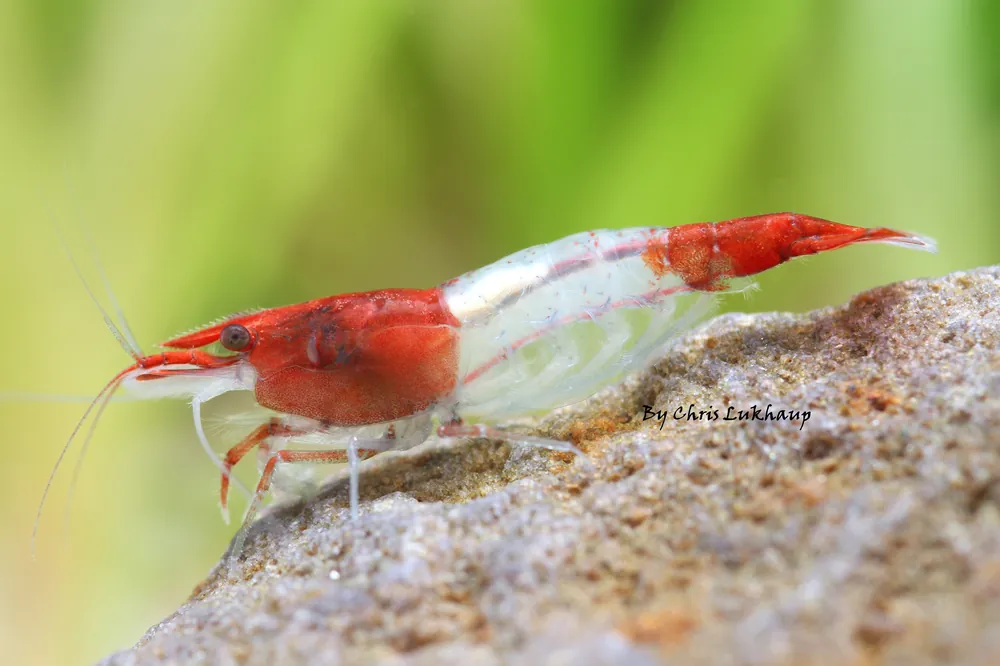 Red Rili Neocaridina Shrimp - Cuboid Nature Aquarium