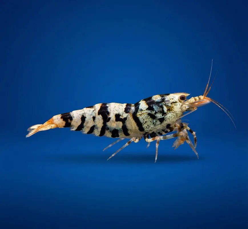 Black Tiger Fancy Caridina Shrimp - Cuboid Nature Aquarium