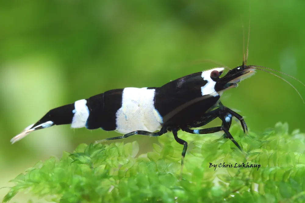Pure Black Crystal Caridina Shrimp - Cuboid Nature Aquarium