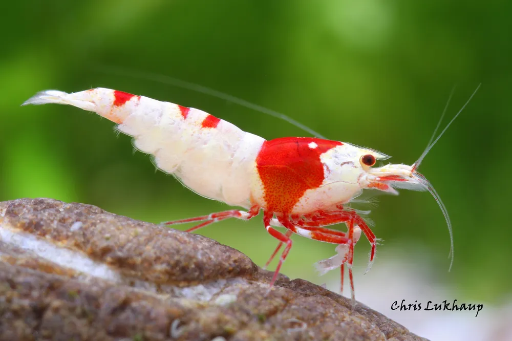 Pure Red Crystal Caridina Shrimp - Cuboid Nature Aquarium