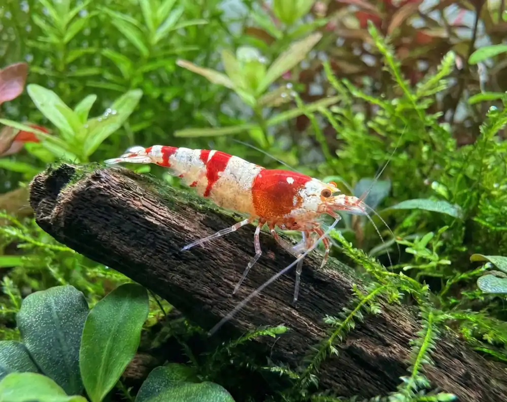 Red Crystal Caridina Shrimp - Cuboid Nature Aquarium