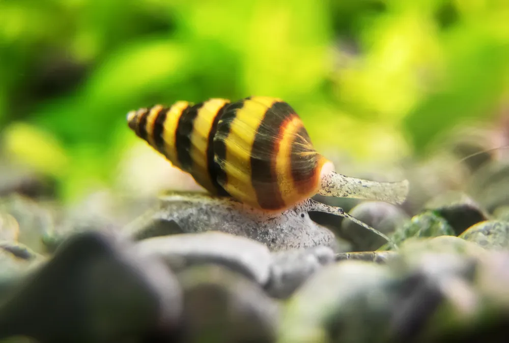 Assassin Snail - Cuboid Nature Aquarium