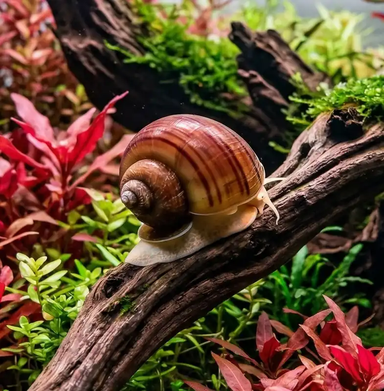 Albino Mystery Snail - Cuboid Nature Aquarium