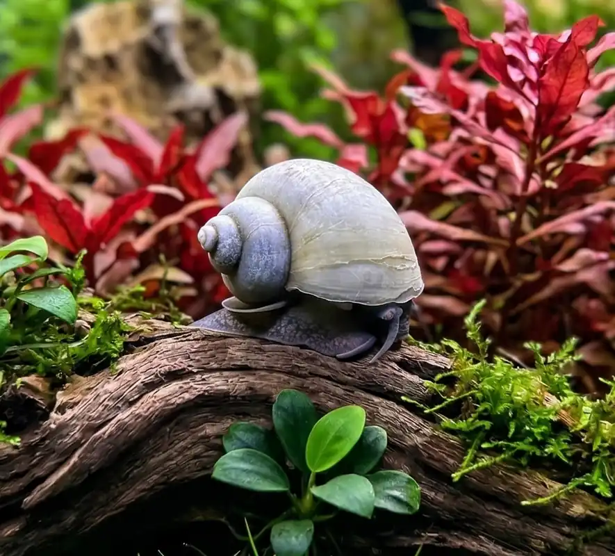 Blue Mystery Snail - Cuboid Nature Aquarium