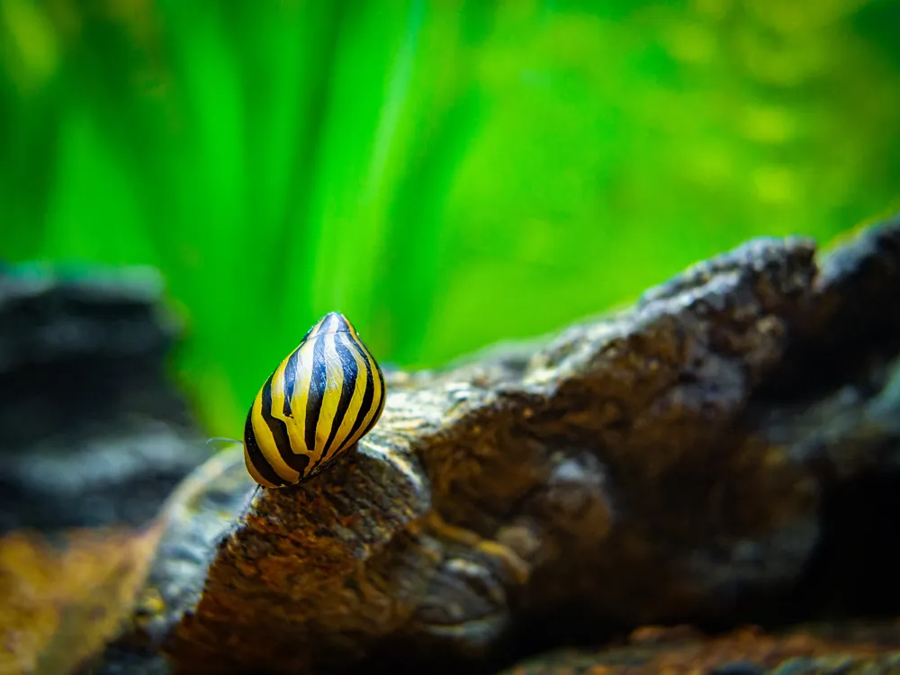 Zebra Nerite Snail - Cuboid Nature Aquarium