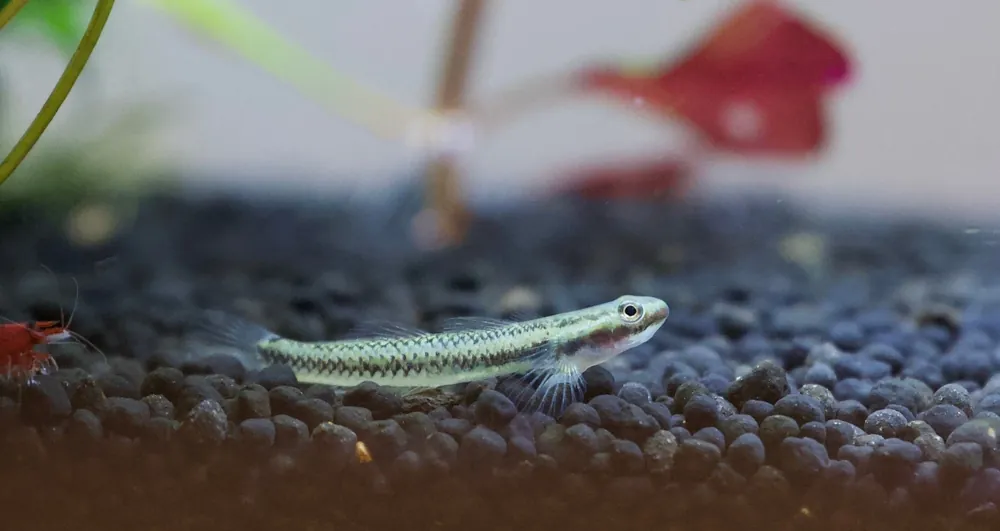 Blue Neon Goby - Cuboid Nature Aquarium