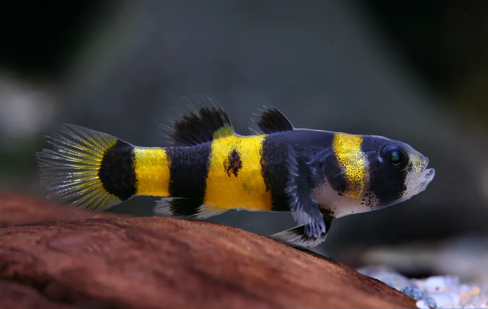 Bumble Bee Goby - Cuboid Nature Aquarium