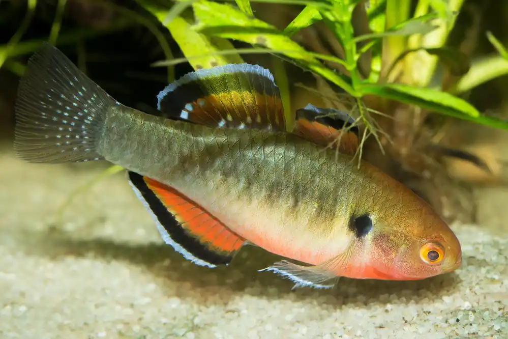 Empire Gudgeon - Cuboid Nature Aquarium