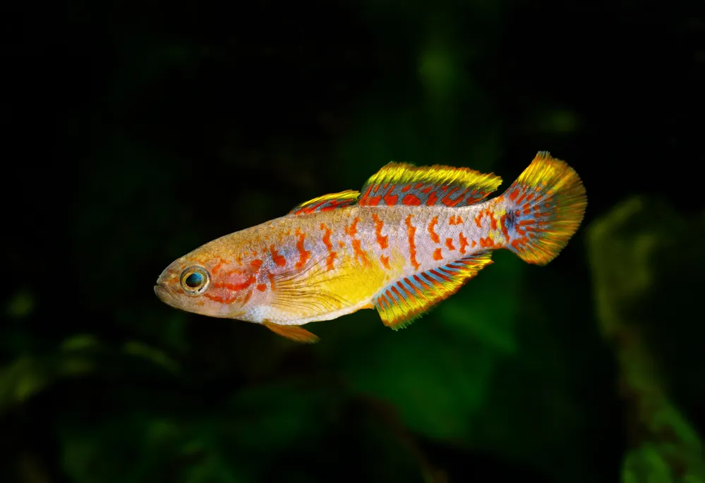 Peacock Gudgeon - Cuboid Nature Aquarium