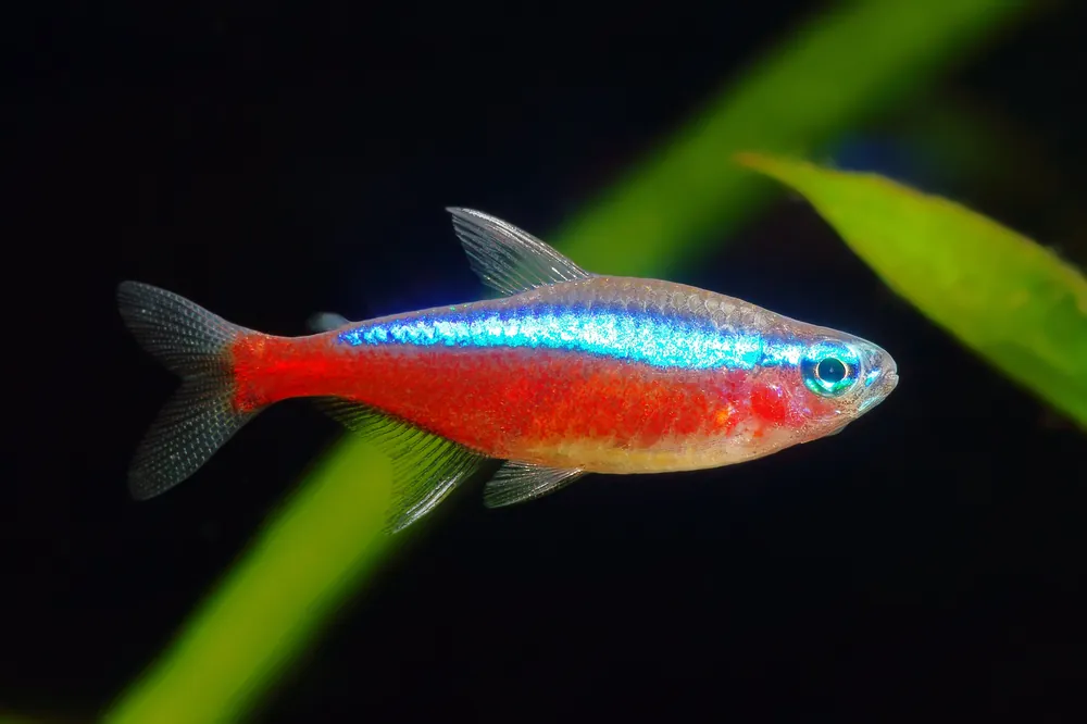 Cardinal Tetra - Cuboid Nature Aquarium
