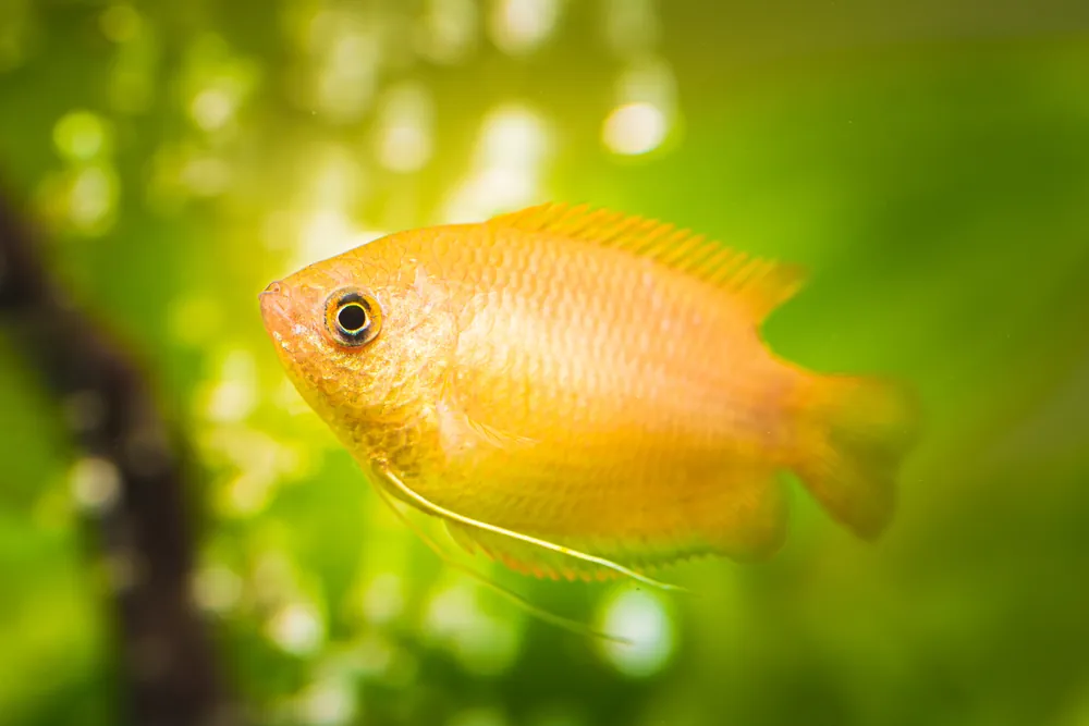 Sunset Honey Gourami - Cichlid Exchange