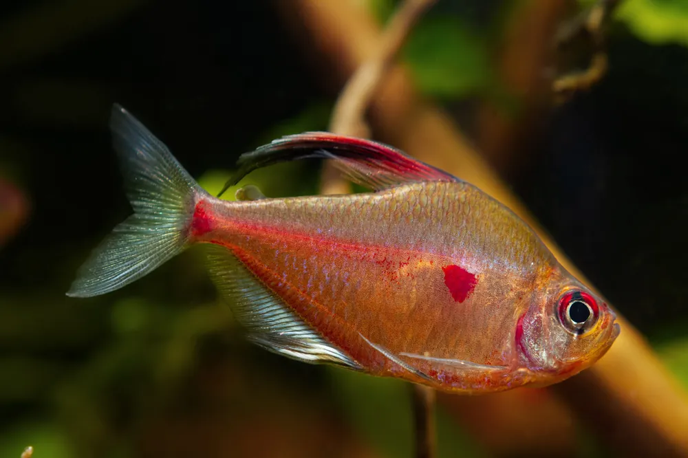 Bleeding Heart Tetra - Cuboid Nature Aquarium