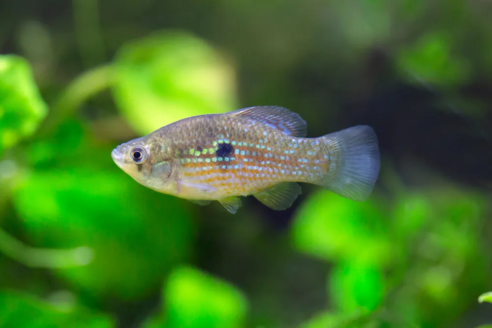 Florida Flag Fish - Cuboid Nature Aquarium
