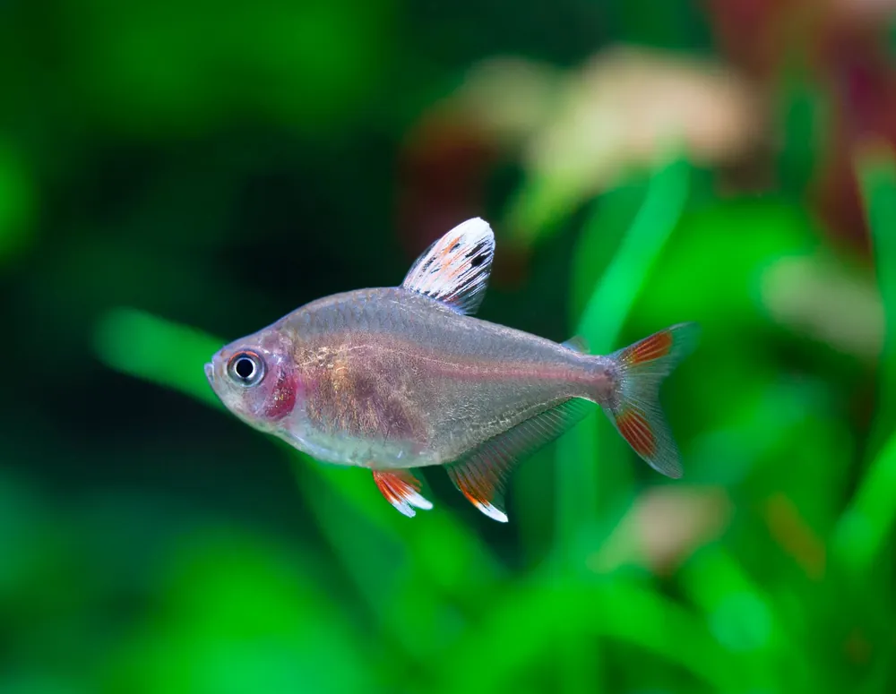 White Fin Tetra - Cuboid Nature Aquarium