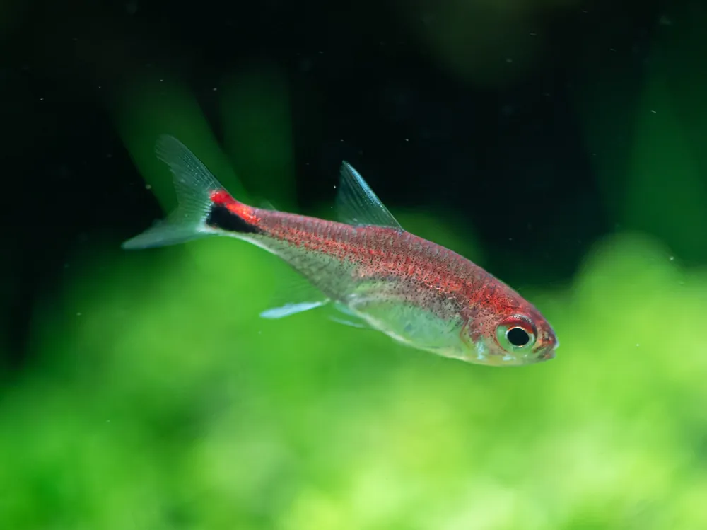 Ruby Tetra - Cuboid Nature Aquarium