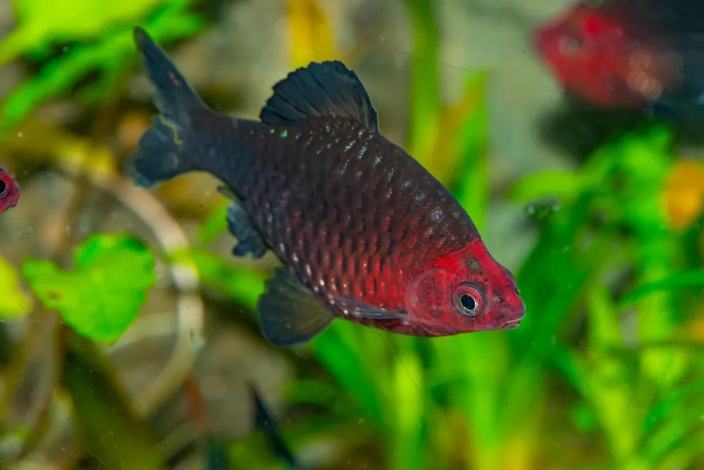 Black Ruby Barb - Cuboid Nature Aquarium