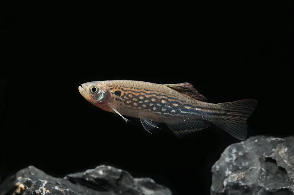 Mustached Danio - Cuboid Nature Aquarium