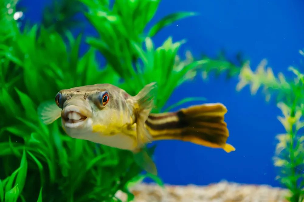 Fahaka Puffer - Cuboid Nature Aquarium