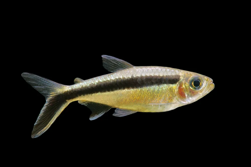Penguin Tetra (Obliqua) - Cuboid Nature Aquarium